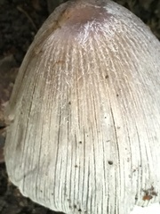 Coprinopsis insignis