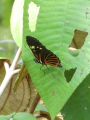 Eueides tales pythagoras