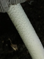 Coprinopsis insignis