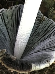 Coprinopsis insignis