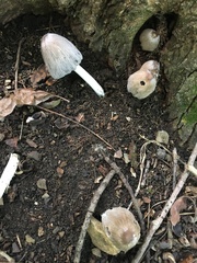 Coprinopsis insignis