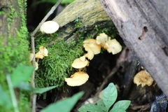 Chrysomphalina