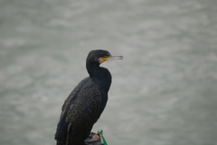 Phalacrocorax carbo
