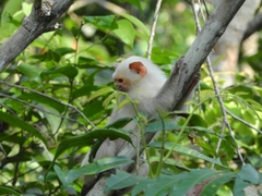Mico argentatus