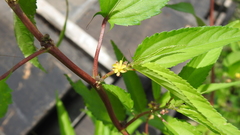 Corchorus capsularis