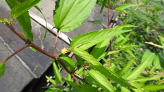 Corchorus capsularis