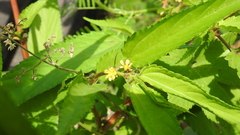 Corchorus capsularis