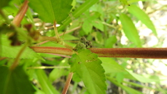 Corchorus capsularis
