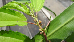 Corchorus capsularis