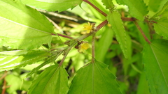 Corchorus capsularis