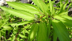 Corchorus capsularis