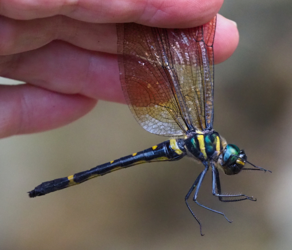 Macromia unca