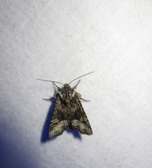 Lacinipolia olivacea