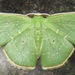 Lissochlora - Photo (c) Rich Hoyer, some rights reserved (CC BY-NC-SA), uploaded by Rich Hoyer