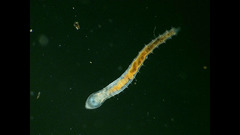 Aeolosoma