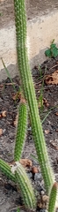 Nyctocereus serpentinus