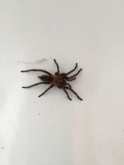 Acanthogonatus pissii