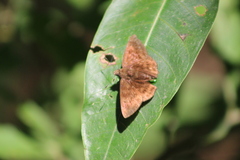 Pellicia