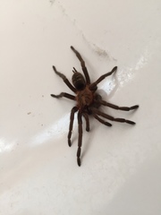 Acanthogonatus pissii