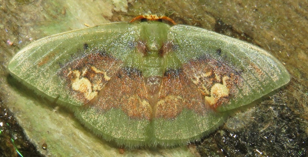 Pyrochlora
