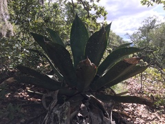 Agave scaposa
