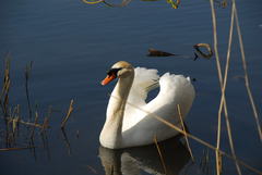 Cygnus olor