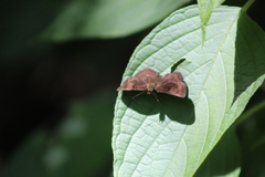 Carcharodini