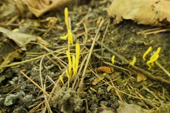 Clavulinopsis amoena