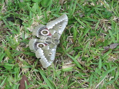 Gonimbrasia zambesina