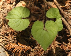 Viola ocellata