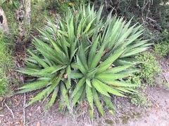 Agave angustiarum
