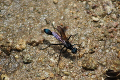 Eremnophila