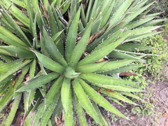 Agave angustiarum