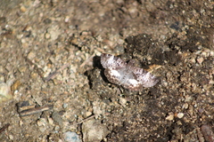 Chiomara georgina georgina