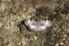 Chiomara georgina georgina