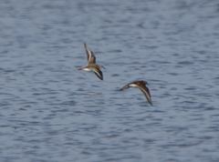 Calidris temminckii