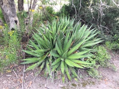 Agave angustiarum