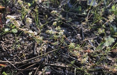 Adenogramma glomerata