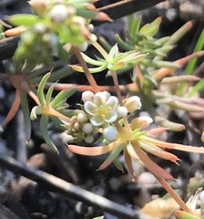 Adenogramma glomerata