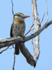 Nystalus maculatus
