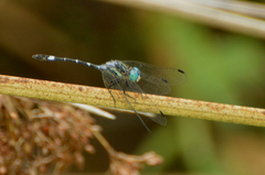 Micrathyria hypodidyma