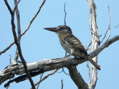 Nystalus maculatus