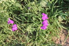 Consolida orientalis