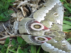 Gonimbrasia zambesina