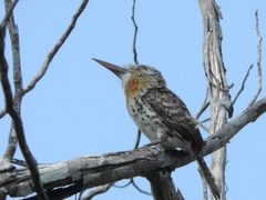 Nystalus maculatus