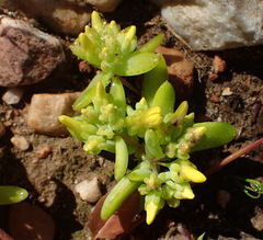 Crassula sebaeoides