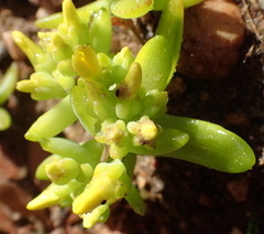 Crassula sebaeoides
