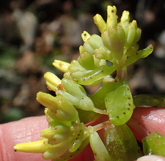 Crassula sebaeoides
