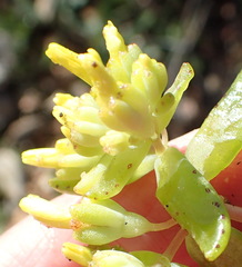 Crassula sebaeoides