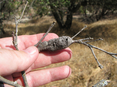 Andricus chrysolepidicola